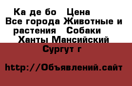 Ка де бо › Цена ­ 25 - Все города Животные и растения » Собаки   . Ханты-Мансийский,Сургут г.